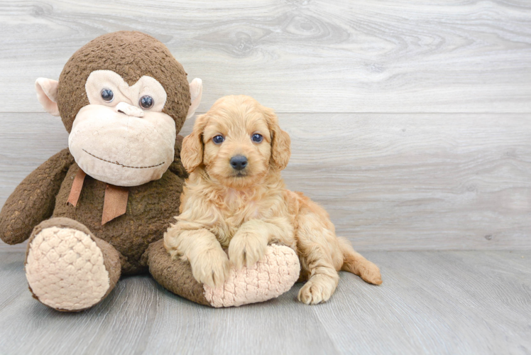 Energetic Golden Retriever Poodle Mix Puppy