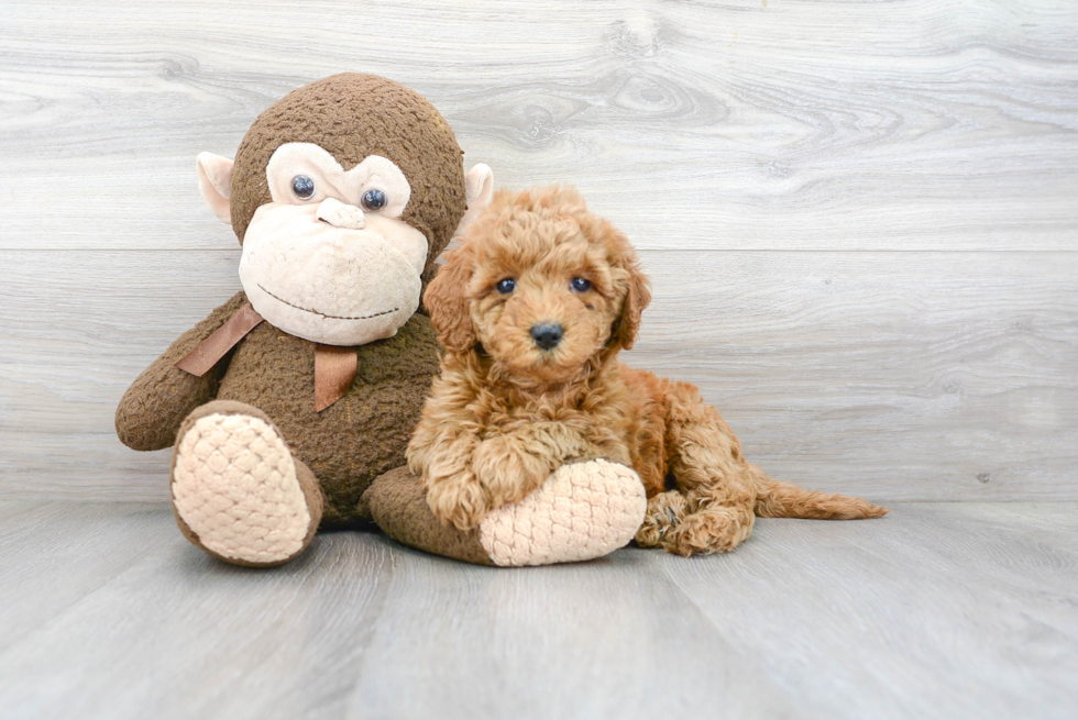 Mini Goldendoodle Puppy for Adoption