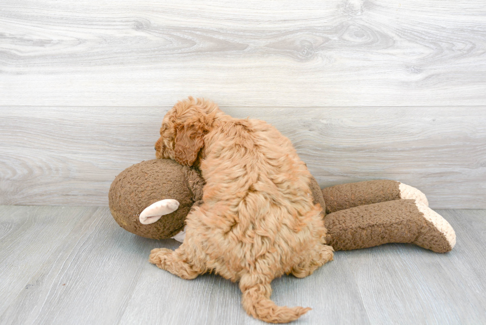 Mini Goldendoodle Pup Being Cute