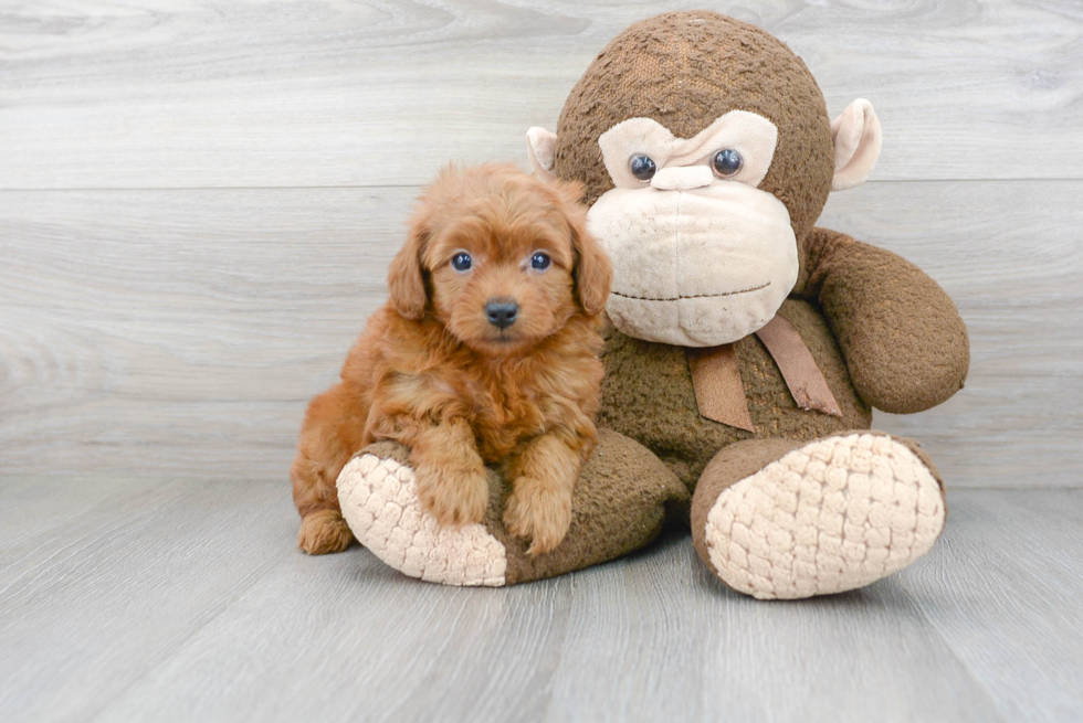 Adorable Golden Retriever Poodle Mix Puppy