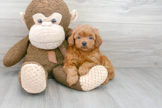 Mini Goldendoodle Pup Being Cute