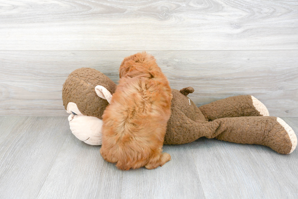 Mini Goldendoodle Pup Being Cute