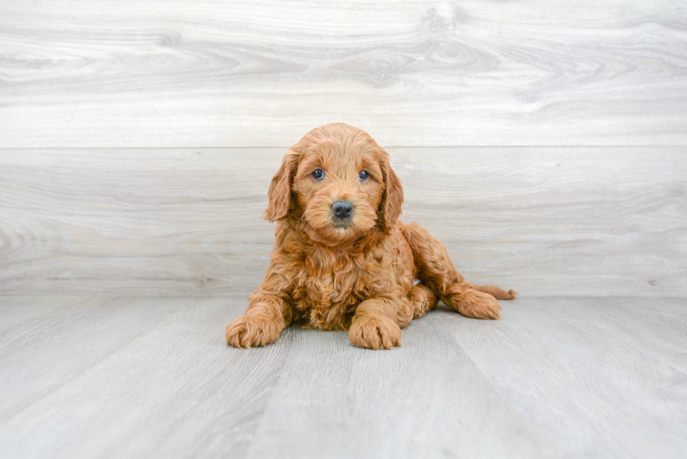 Popular Mini Goldendoodle Poodle Mix Pup