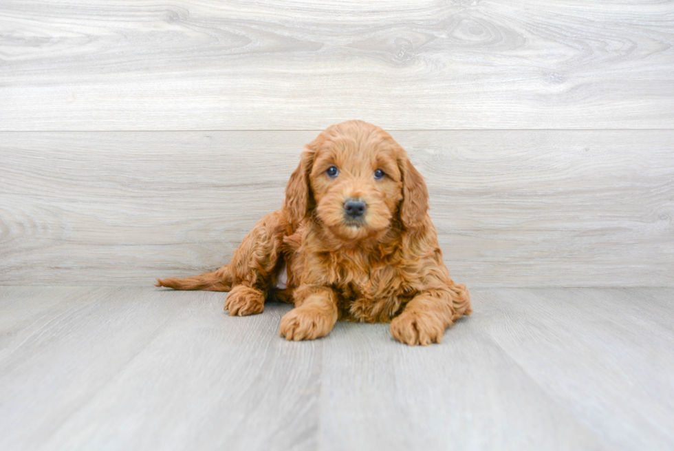 Mini Goldendoodle Puppy for Adoption