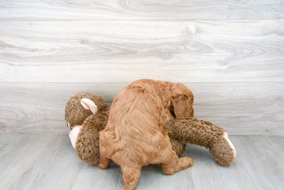 Best Mini Goldendoodle Baby