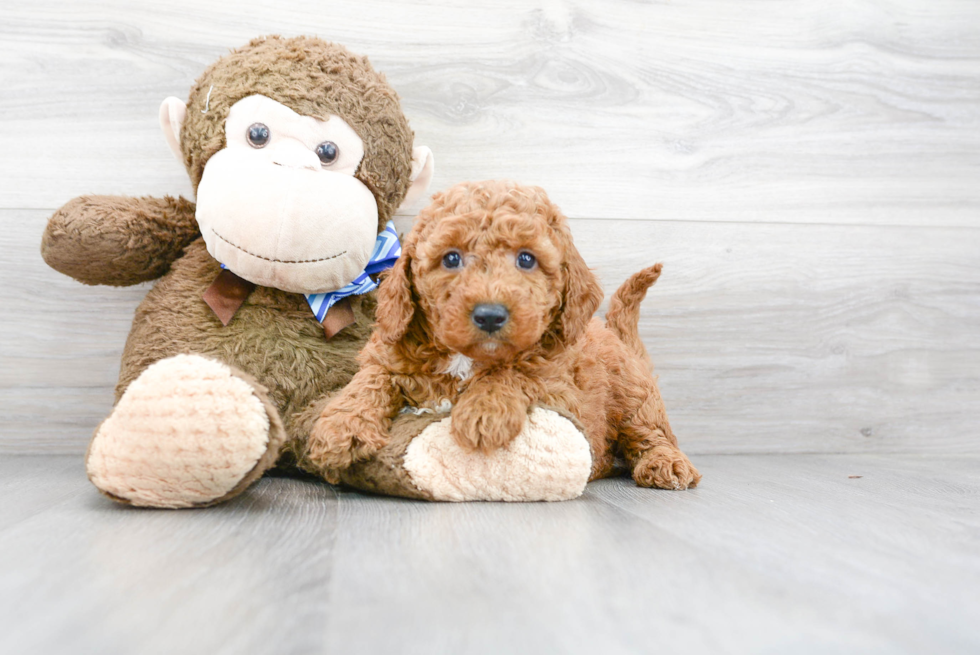 Small Mini Goldendoodle Baby