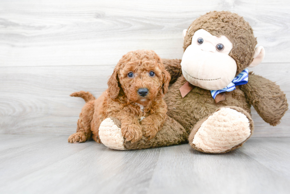 Smart Mini Goldendoodle Poodle Mix Pup