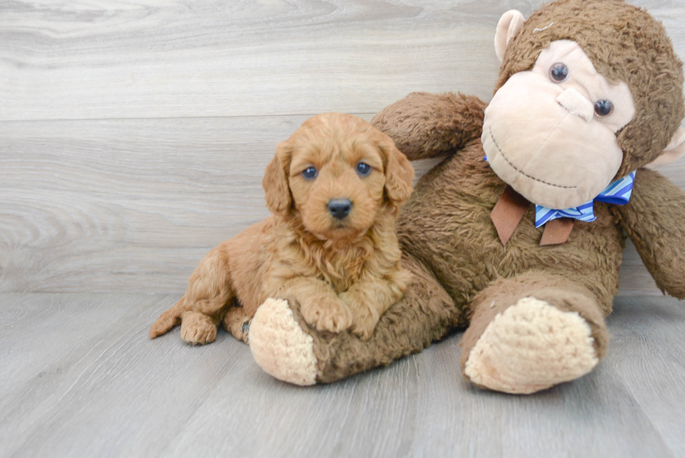 Best Mini Goldendoodle Baby