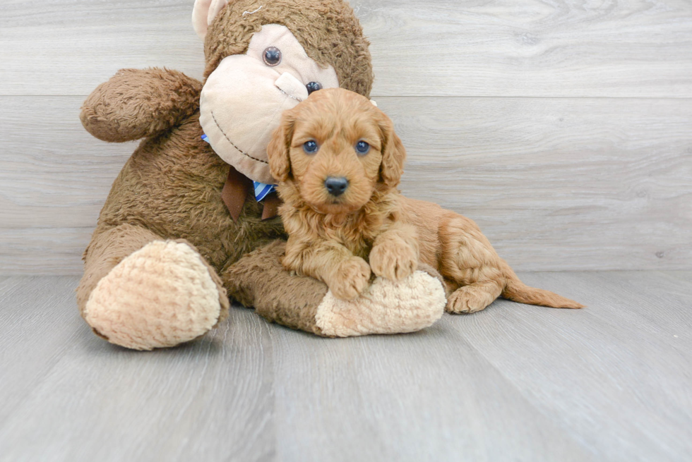 Adorable Golden Retriever Poodle Mix Puppy