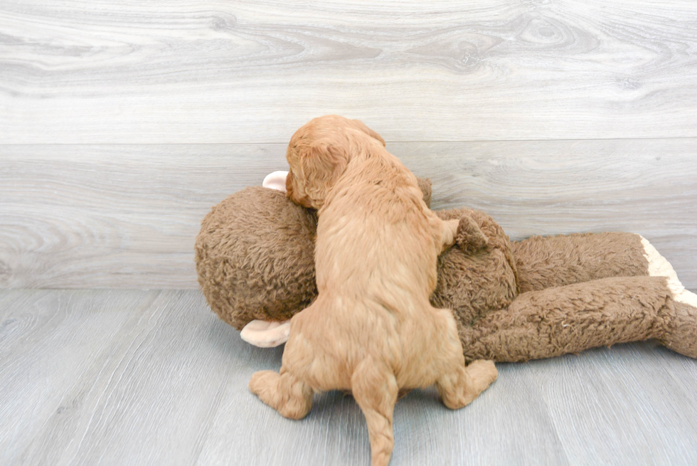 Mini Goldendoodle Puppy for Adoption