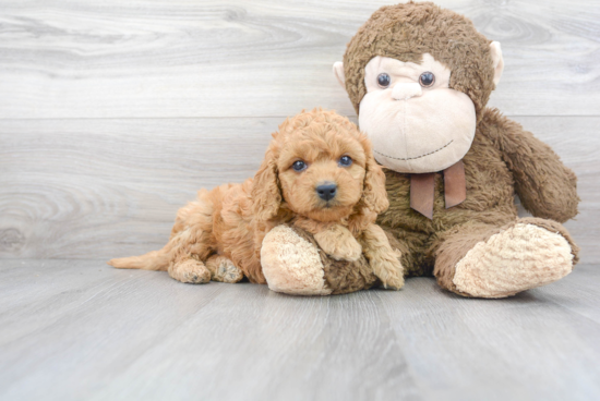 Little Golden Retriever Poodle Mix Puppy