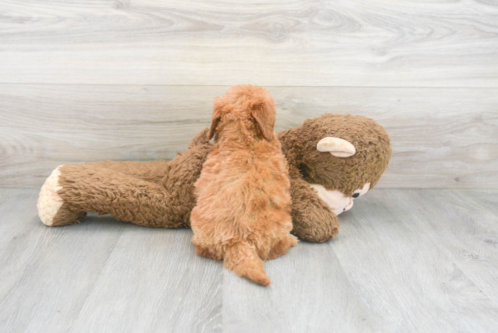 Adorable Golden Retriever Poodle Mix Puppy