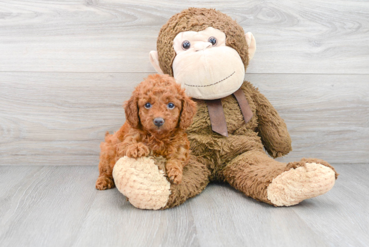 Best Mini Goldendoodle Baby