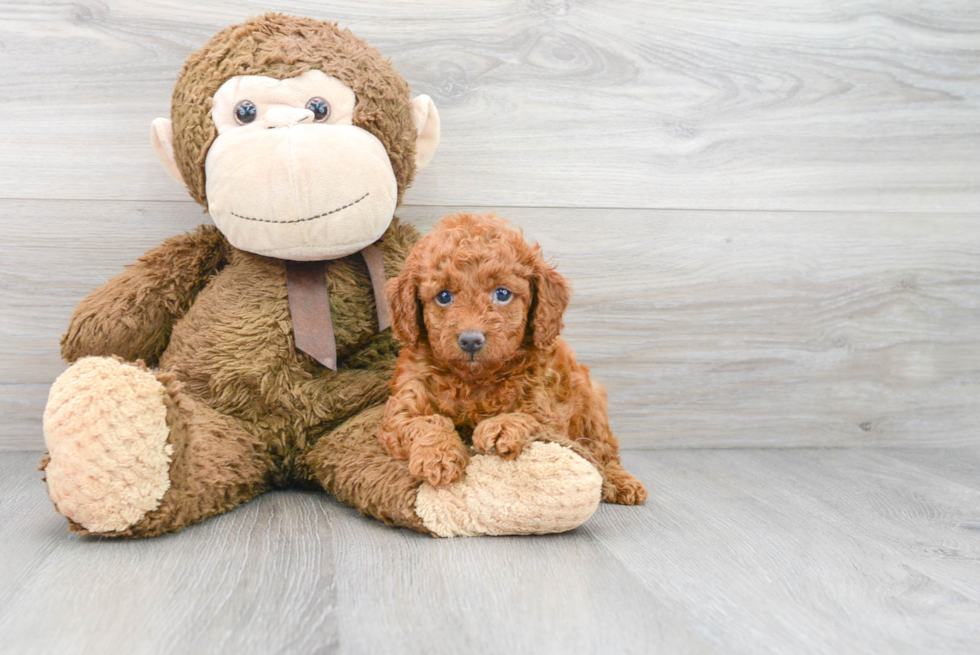 Sweet Mini Goldendoodle Baby