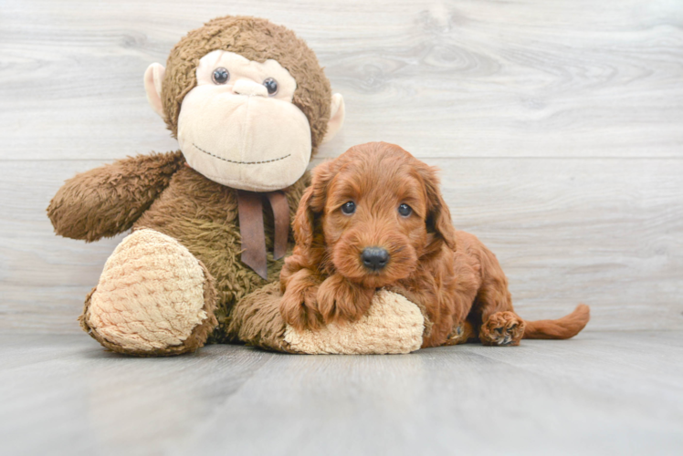 Best Mini Goldendoodle Baby