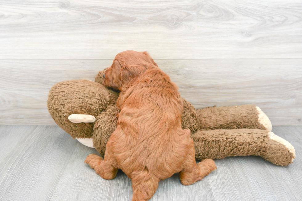 Energetic Golden Retriever Poodle Mix Puppy