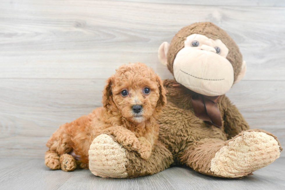 Mini Goldendoodle Puppy for Adoption