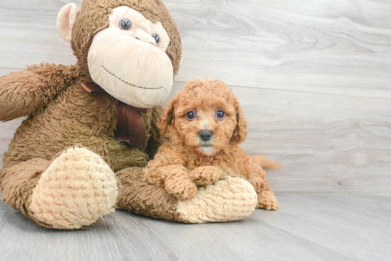 Adorable Golden Retriever Poodle Mix Puppy