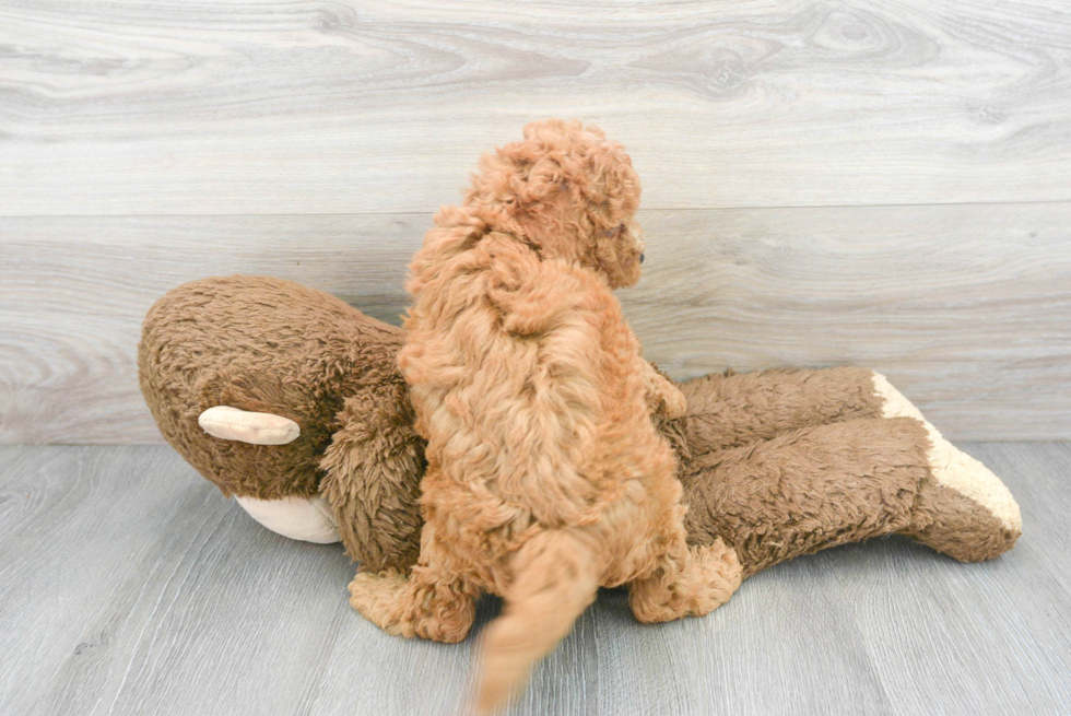 Mini Goldendoodle Pup Being Cute