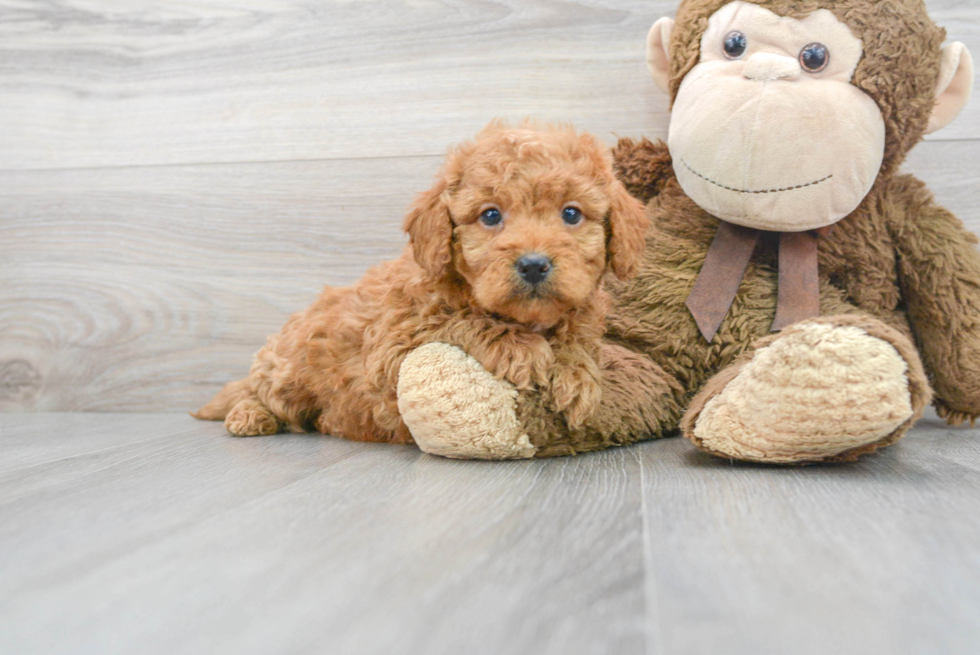 Hypoallergenic Golden Retriever Poodle Mix Puppy