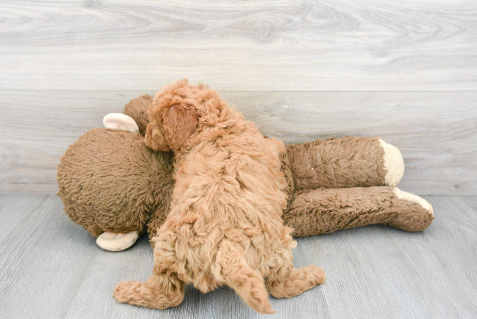 Best Mini Goldendoodle Baby