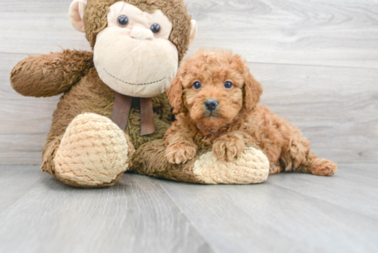 Best Mini Goldendoodle Baby