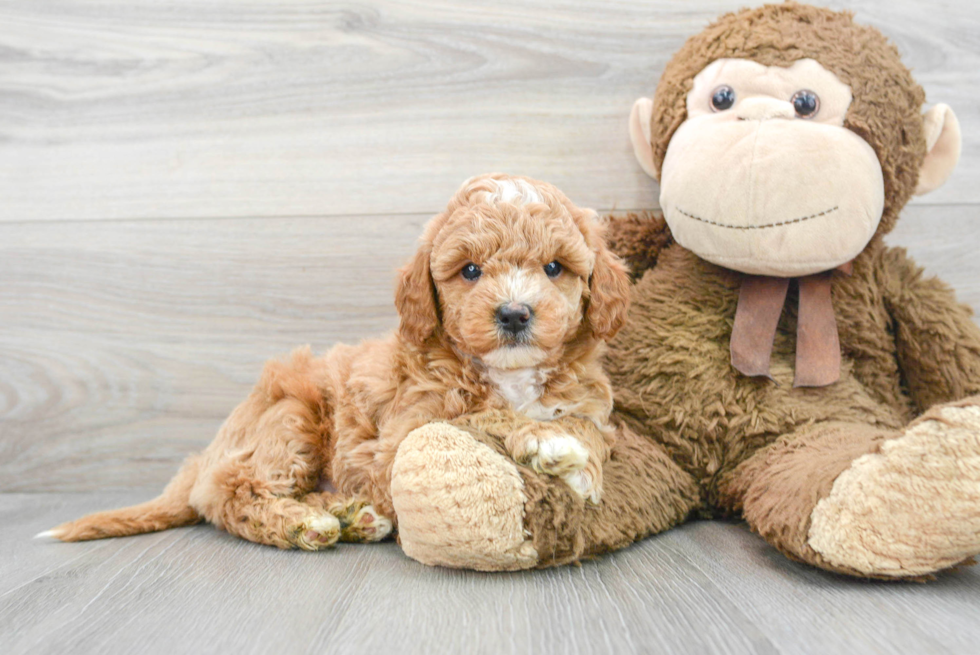 Playful Golden Retriever Poodle Mix Puppy