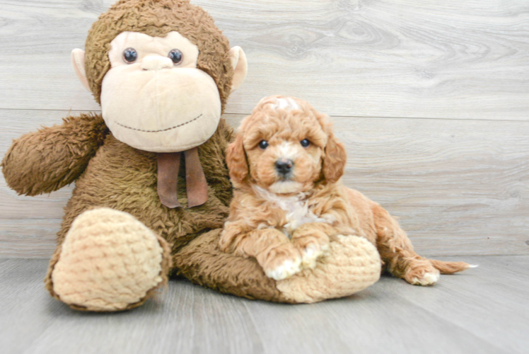 Energetic Golden Retriever Poodle Mix Puppy