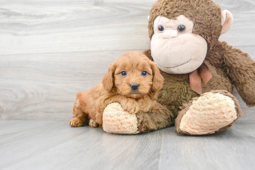 Best Mini Goldendoodle Baby