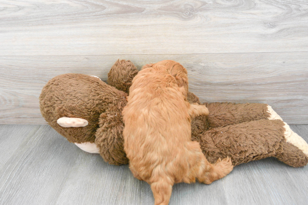 Best Mini Goldendoodle Baby