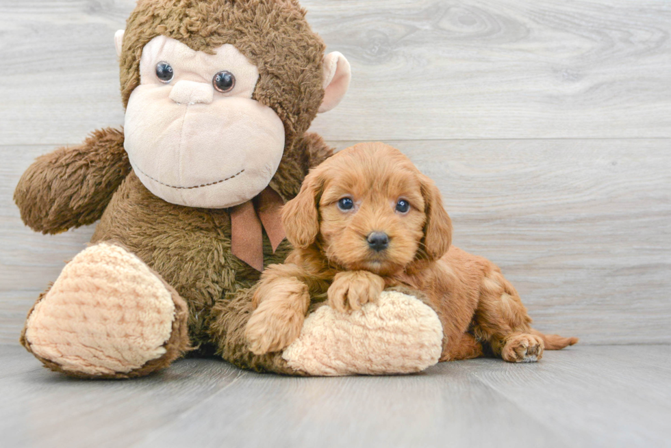 Best Mini Goldendoodle Baby