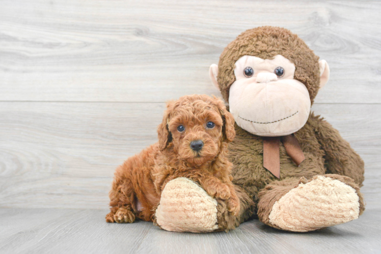 Friendly Mini Goldendoodle Baby