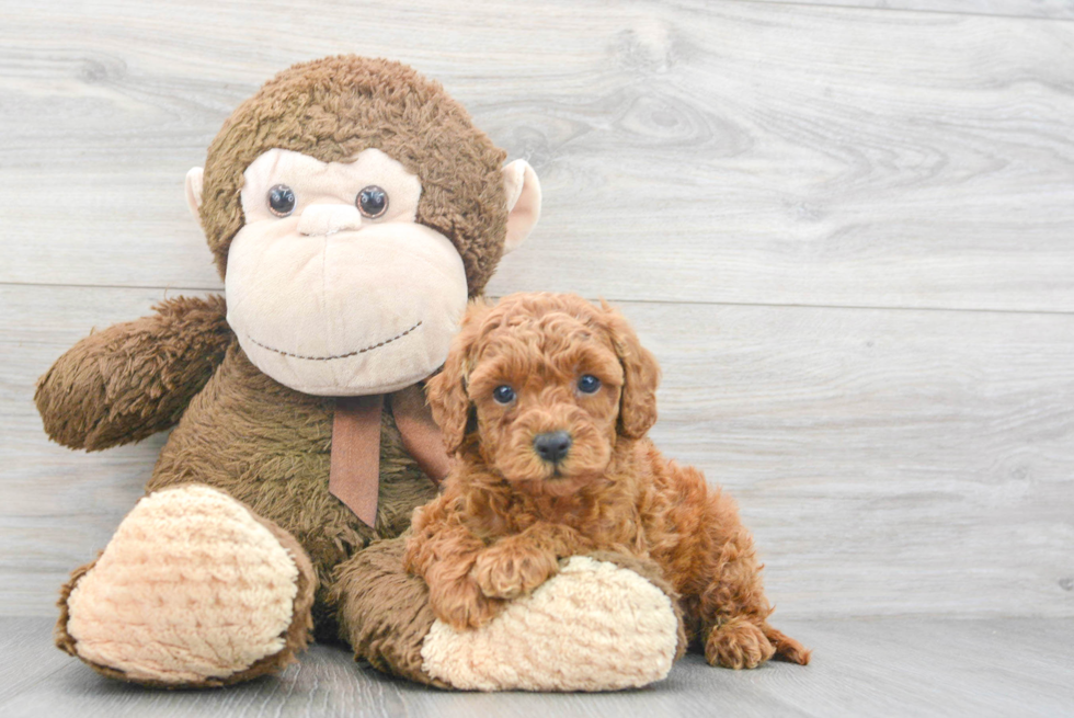 Fluffy Mini Goldendoodle Poodle Mix Pup