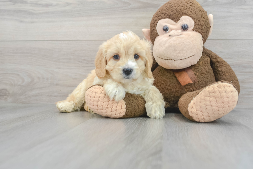 Best Mini Goldendoodle Baby