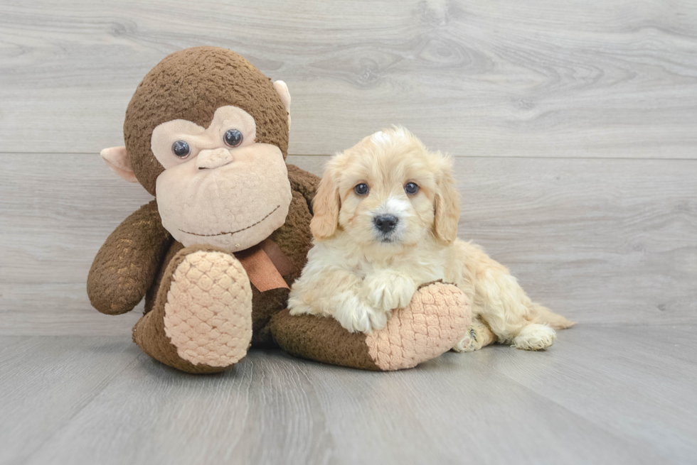 Hypoallergenic Golden Retriever Poodle Mix Puppy