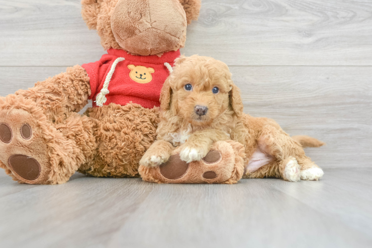 Smart Mini Goldendoodle Poodle Mix Pup