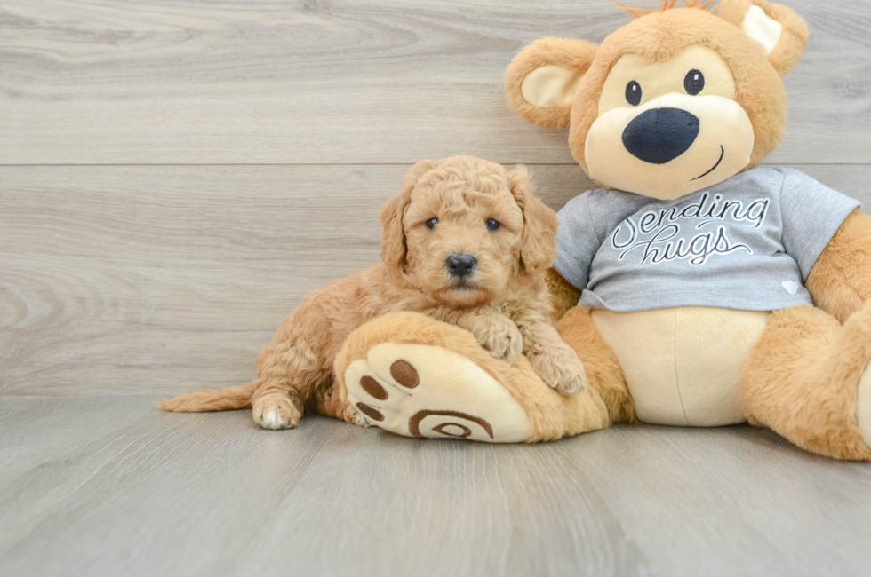 5 week old Mini Goldendoodle Puppy For Sale - Premier Pups