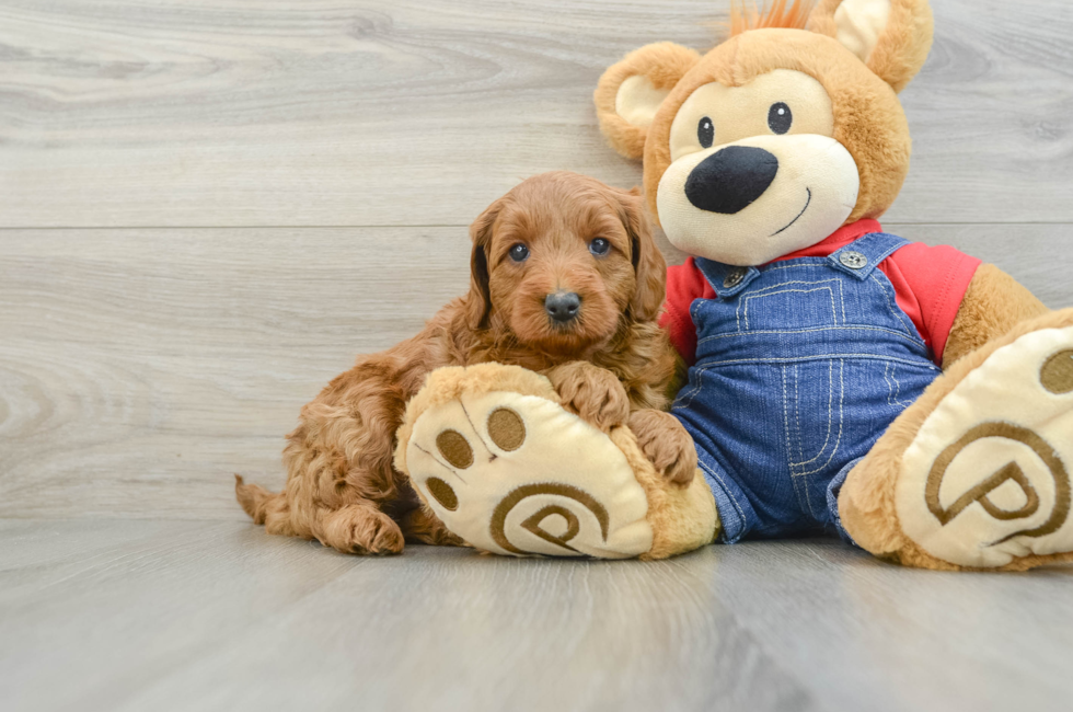 9 week old Mini Goldendoodle Puppy For Sale - Premier Pups