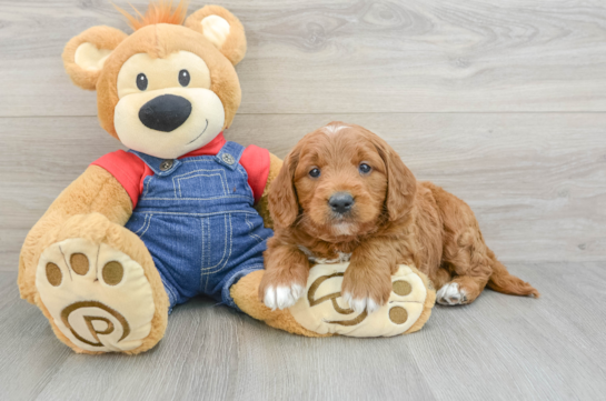 Mini Goldendoodle Pup Being Cute