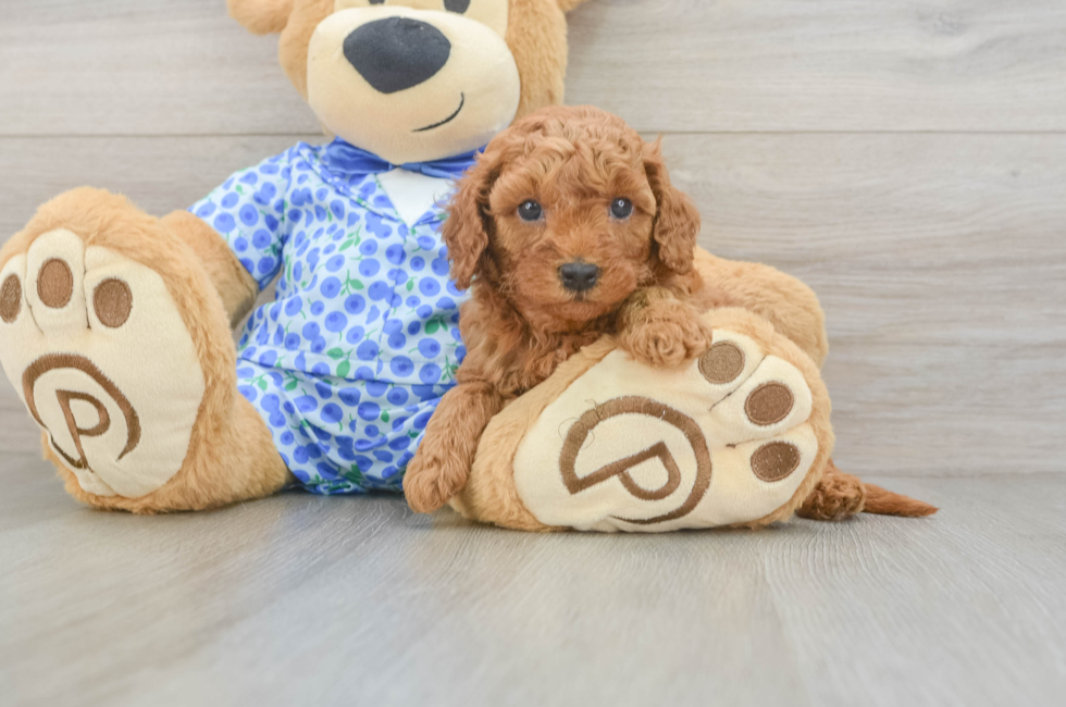 5 week old Mini Goldendoodle Puppy For Sale - Premier Pups