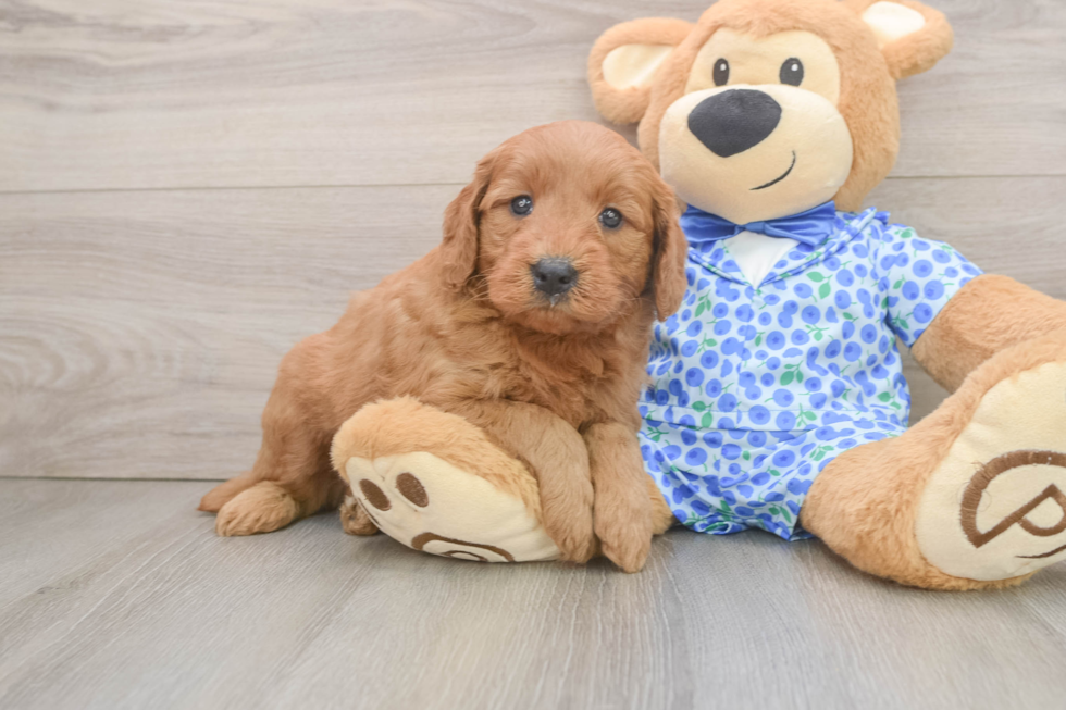 Energetic Golden Doodle Poodle Mix Puppy