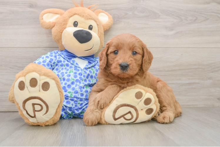 Best Mini Goldendoodle Baby