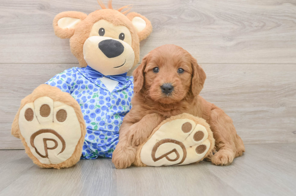 6 week old Mini Goldendoodle Puppy For Sale - Premier Pups