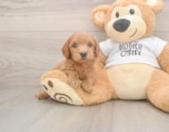 7 week old Mini Goldendoodle Puppy For Sale - Premier Pups