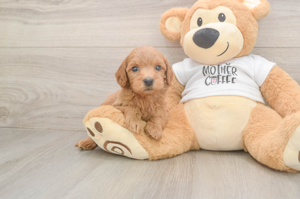 5 week old Mini Goldendoodle Puppy For Sale - Premier Pups