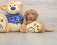 5 week old Mini Goldendoodle Puppy For Sale - Premier Pups