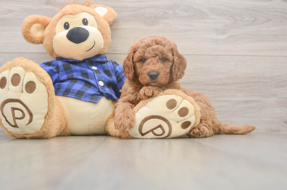 5 week old Mini Goldendoodle Puppy For Sale - Premier Pups