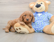 7 week old Mini Goldendoodle Puppy For Sale - Premier Pups