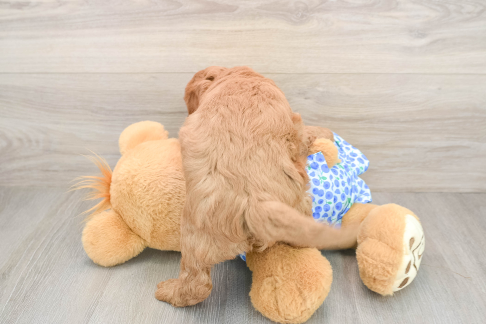 Popular Mini Goldendoodle Poodle Mix Pup