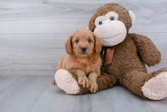 Mini Goldendoodle Puppy for Adoption